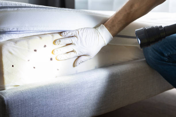 Best Wasp Removal Services  in Hudson, OH