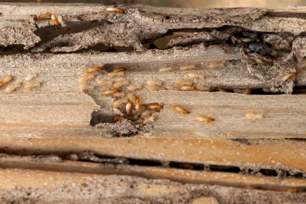 Best Mosquito Control Services  in Hudson, OH